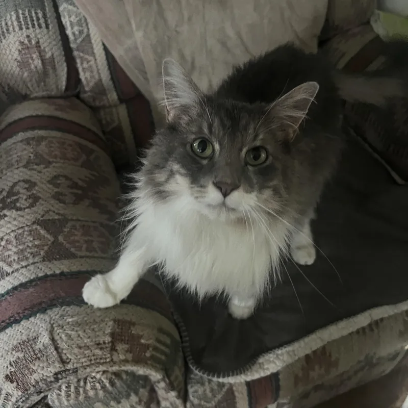 Mittens thumbnail 3