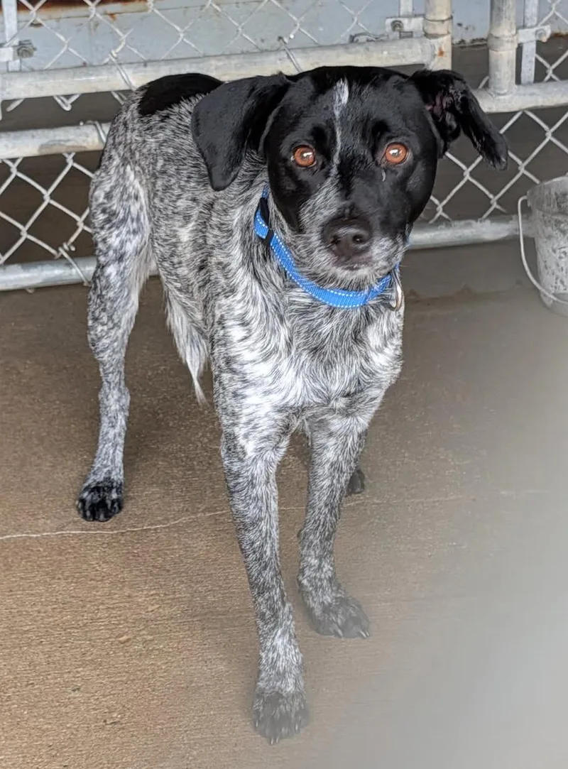 An adult medium-sized male Australian Cattle Dog / Blue Heeler dog named Ryder for adoption in Marietta, OH