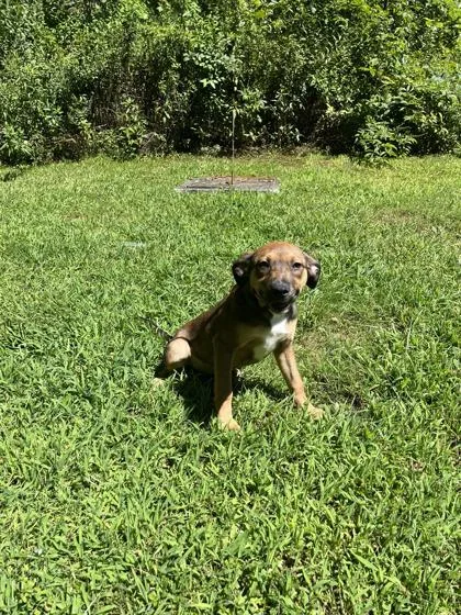 A young medium-sized female Brown / Chocolate Terrier dog named Sue for adoption in Cashiers, NC