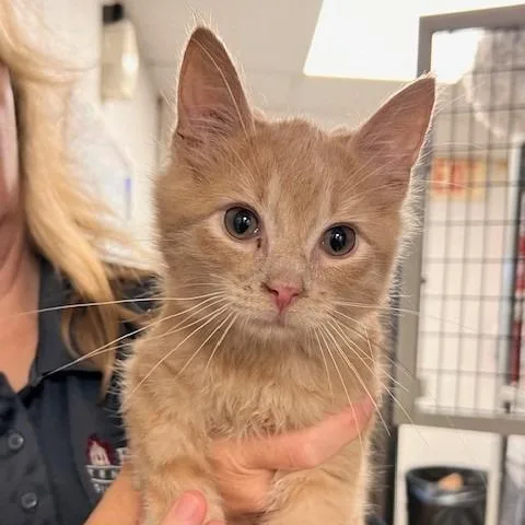 A baby small-sized male Domestic Short Hair cat named Bee for adoption in Bartlett, TN