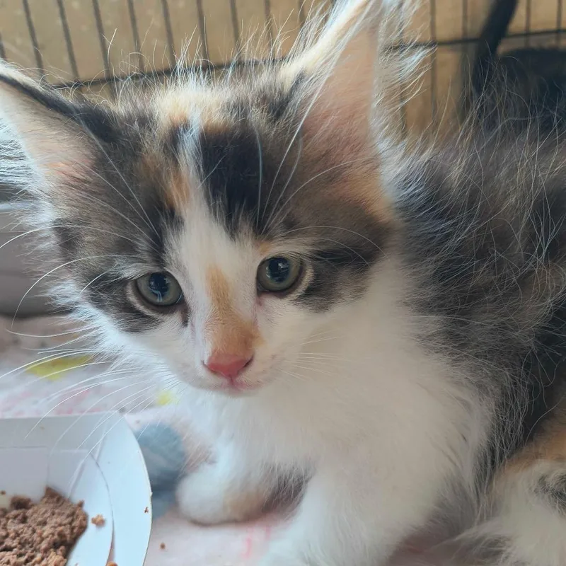 A baby small-sized female Calico Domestic Long Hair cat named Rapunzel for adoption in Deerfield, IL
