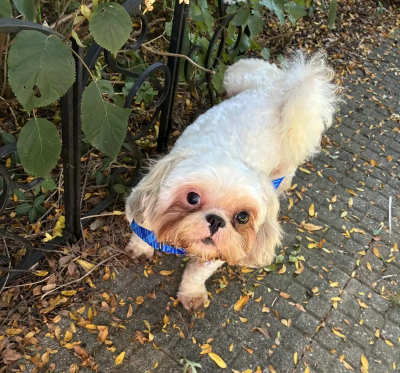 An adult small-sized male Shih Tzu dog named CoCo for adoption in Speedway, IN