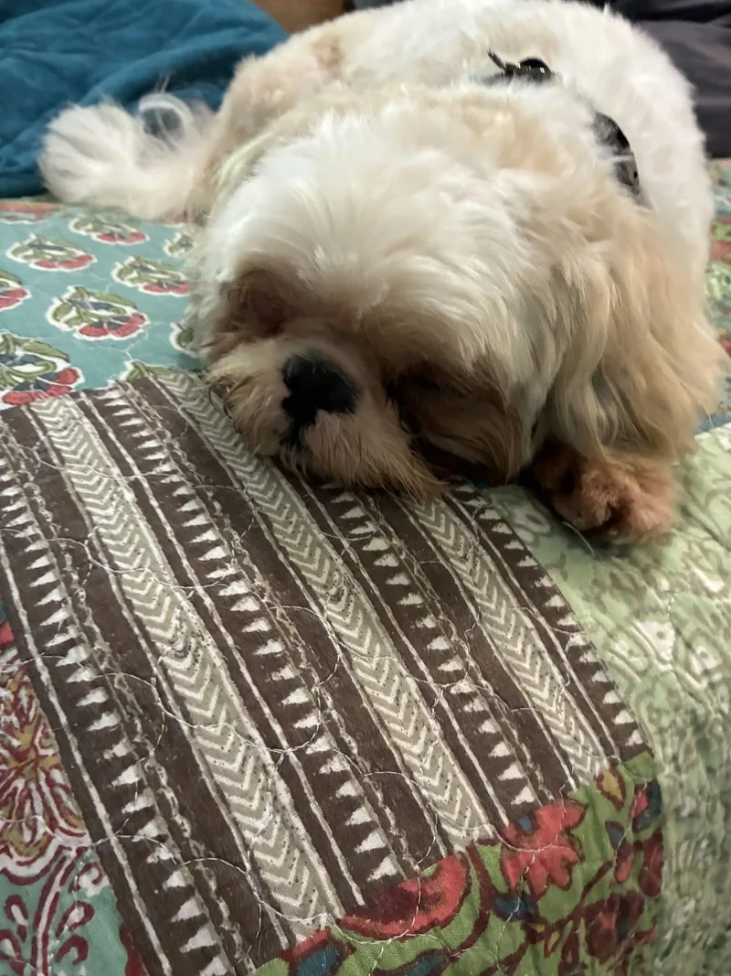 CoCo thumbnail 5