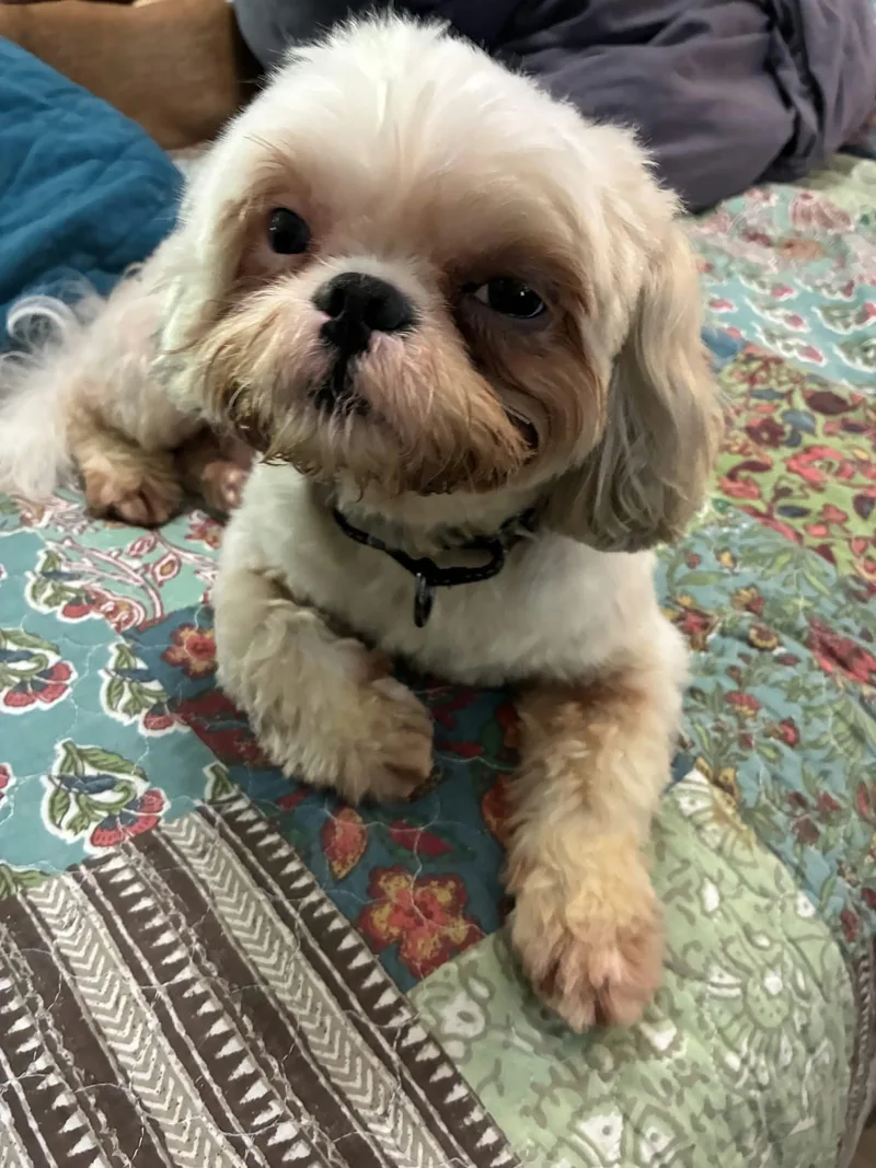 CoCo thumbnail 6