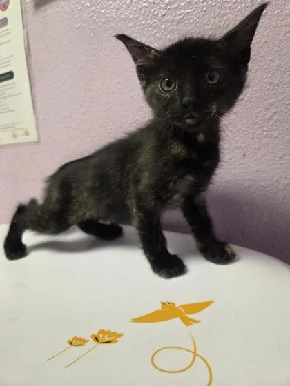 A baby small-sized female Black Domestic Short Hair cat named Leia for adoption in El Paso, TX