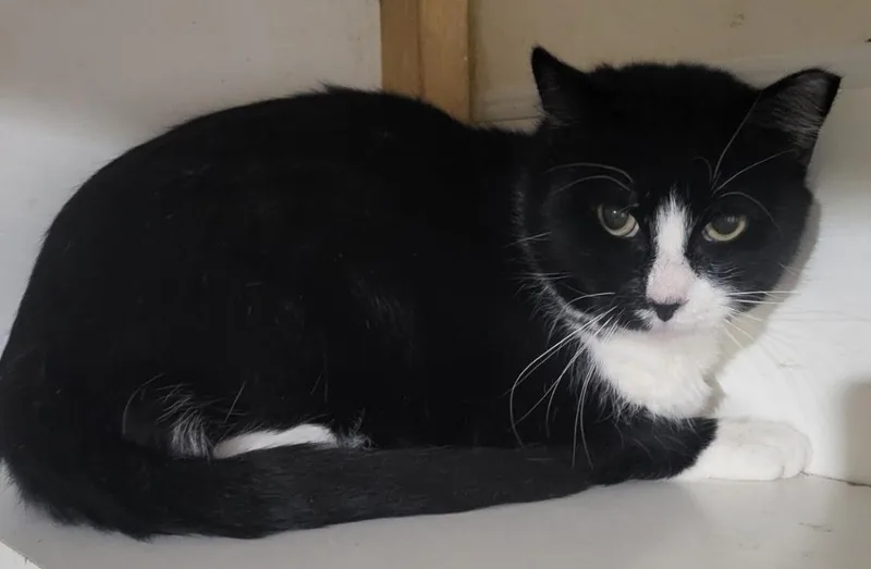 A young medium-sized male Domestic Short Hair cat named Charlie for adoption in St. Louis, MO