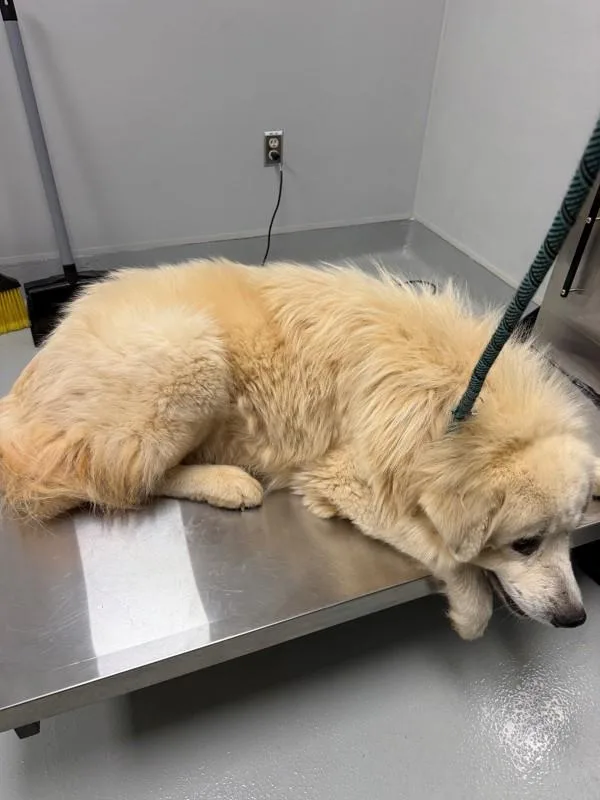 An adult large-sized male Great Pyrenees dog named Ic Cloud for adoption in Lawrenceville, GA