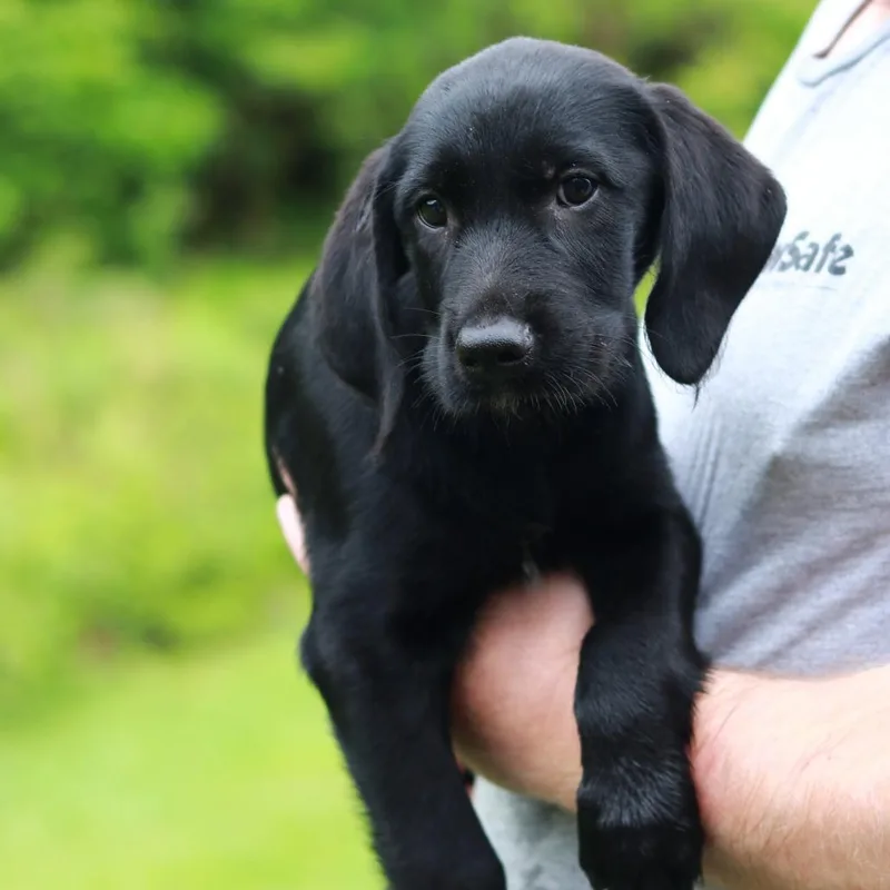 A baby medium-sized male Black Labrador Retriever dog named Ct Mesclun for adoption in Eastford, CT