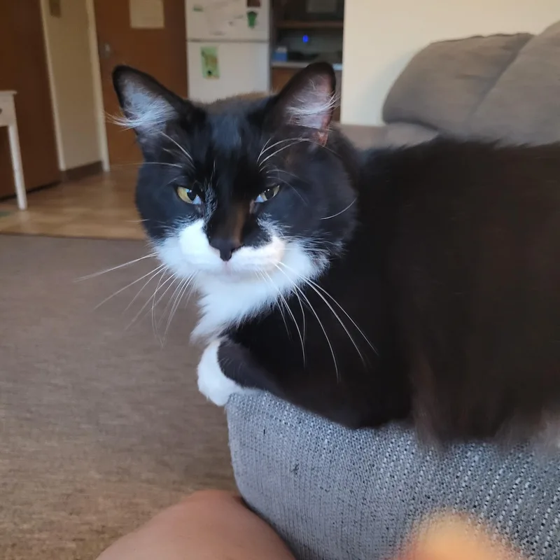 Oscar
