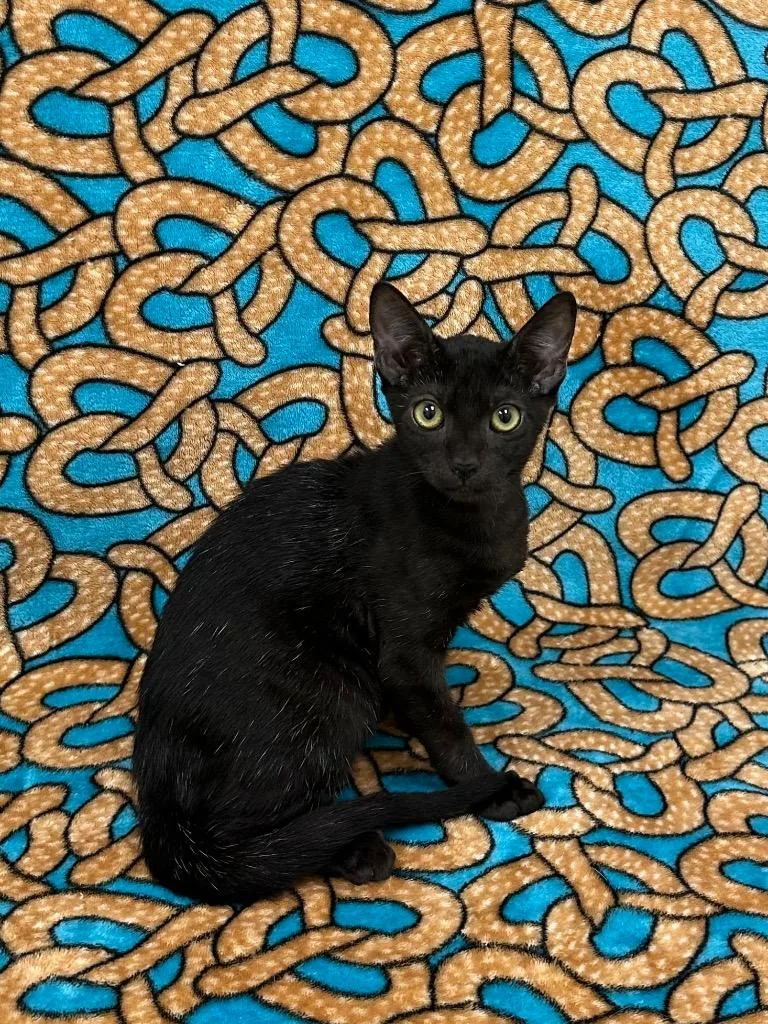 A baby small-sized male Domestic Short Hair cat named Binx for adoption in Newberg, OR