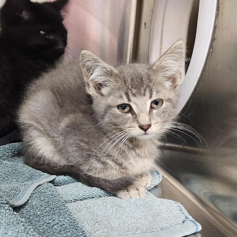 A baby small-sized male Gray / Blue / Silver Domestic Short Hair cat named Ziggy for adoption in Grand Rapids, MI