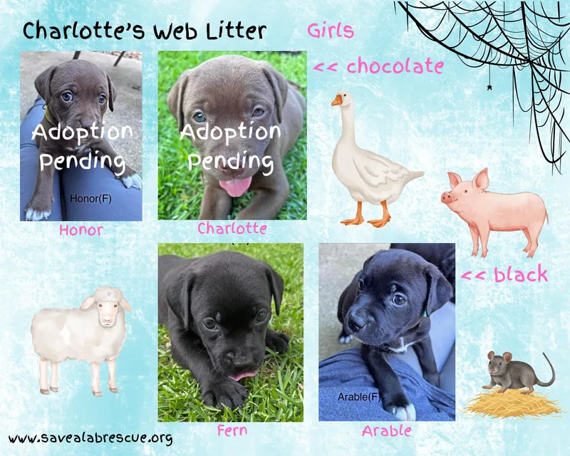 A baby medium-sized female Black Labrador Retriever dog named Charlottes Web Litter Girls for adoption in Middletown, RI