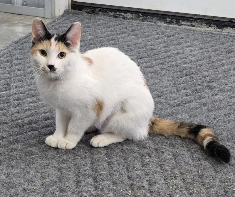 Chloe Cat thumbnail 2