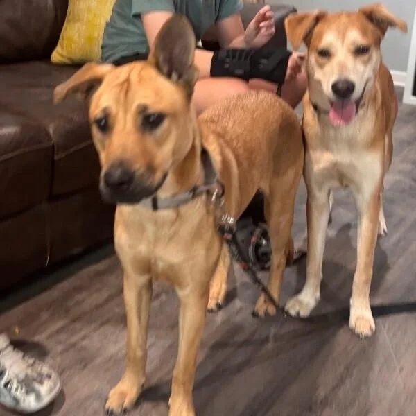 A young medium-sized female Yellow / Tan / Blond / Fawn Husky dog named Sandy Duffy for adoption in Friendswood, TX
