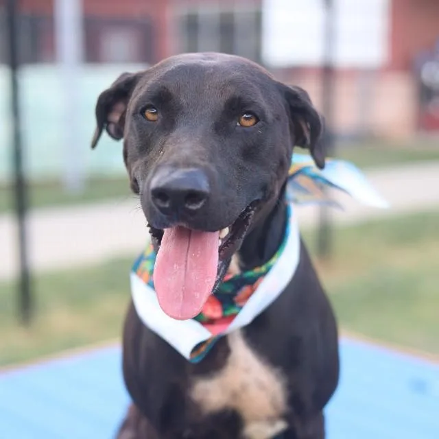 A young medium-sized female Labrador Retriever dog named Lavy for adoption in San Antonio, TX