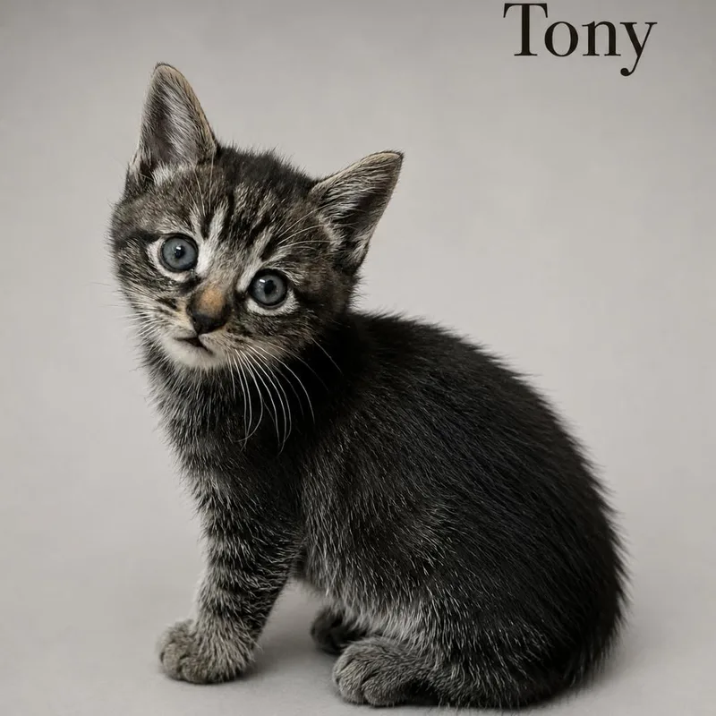 A baby small-sized male Brown / Chocolate Domestic Short Hair cat named Tony for adoption in Tustin, CA