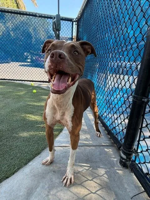 An adult large-sized male Terrier dog named Kong for adoption in Miami, FL