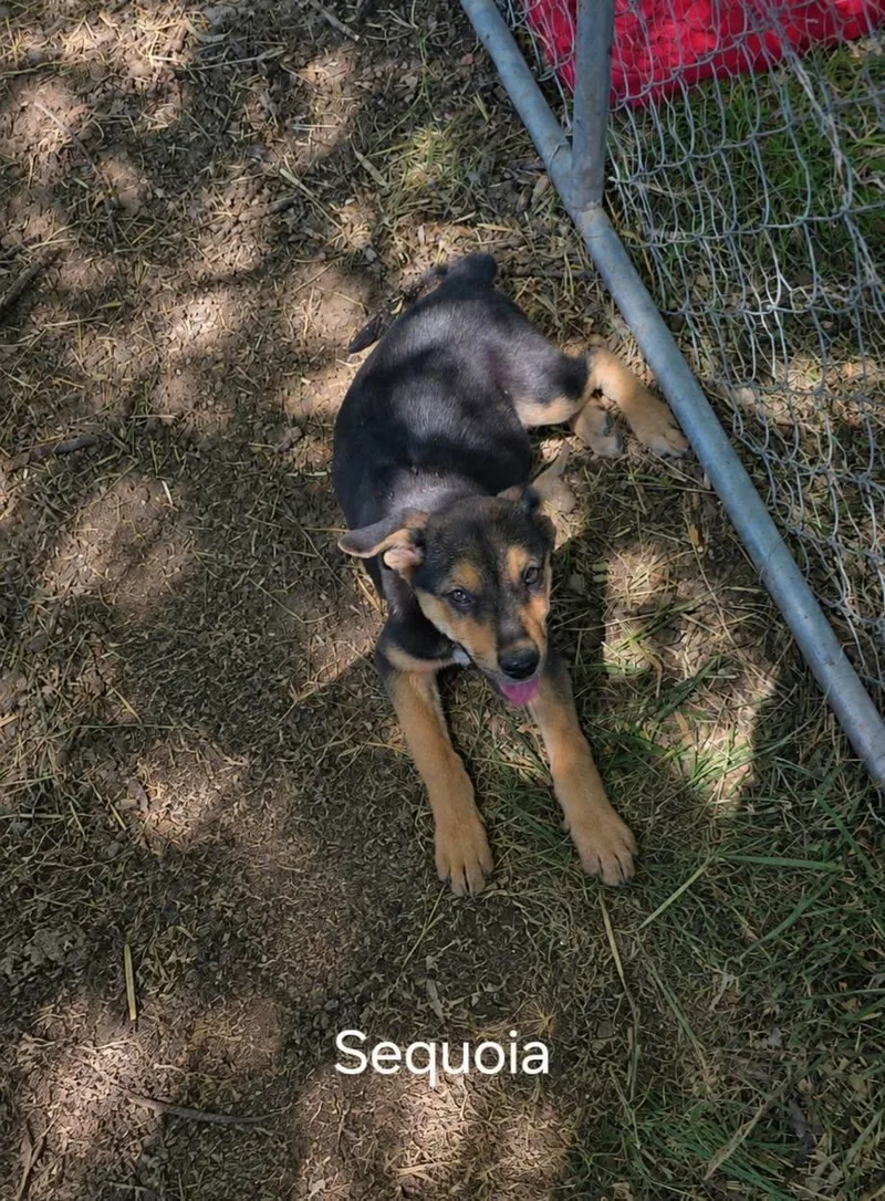 A baby large-sized female German Shepherd Dog dog named Sequoia for adoption in Midway, UT