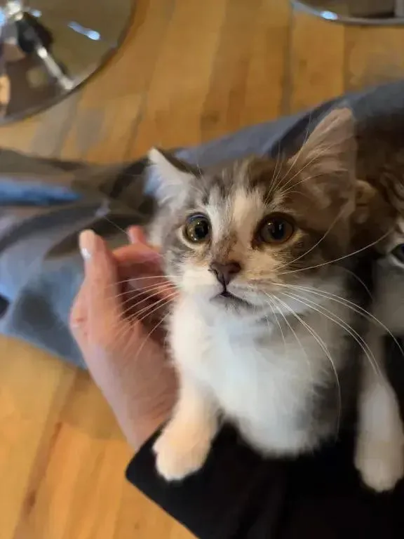 A baby small-sized male Domestic Short Hair cat named Catan for adoption in Grand Rapids, MI