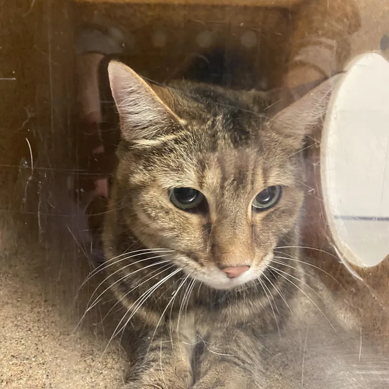 A senior medium-sized female Domestic Short Hair cat named Lotus for adoption in Reno, NV