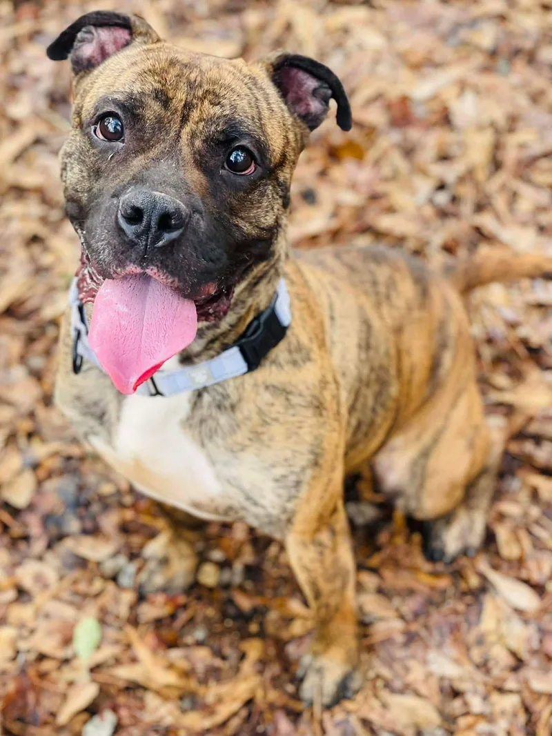 An adult medium-sized male Mixed Breed dog named Flynn for adoption in Covington, GA