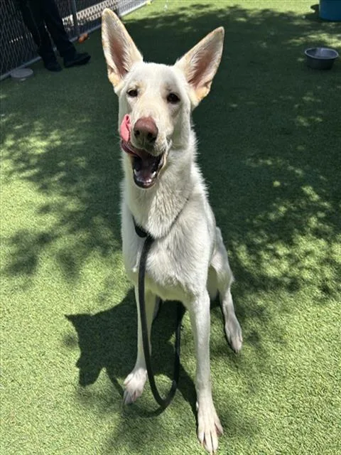 A young large-sized female German Shepherd Dog dog named Selena for adoption in San Jose, CA