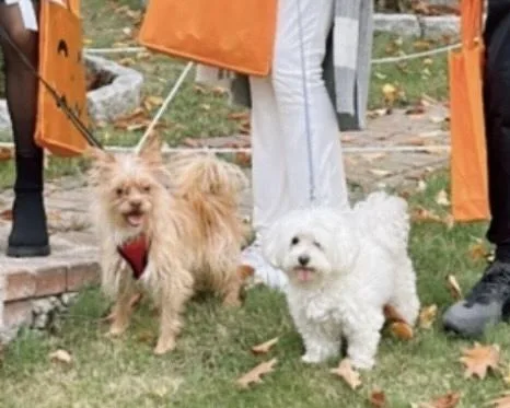 A senior small-sized female White / Cream Maltese dog named Lilly for adoption in Brewster , NY