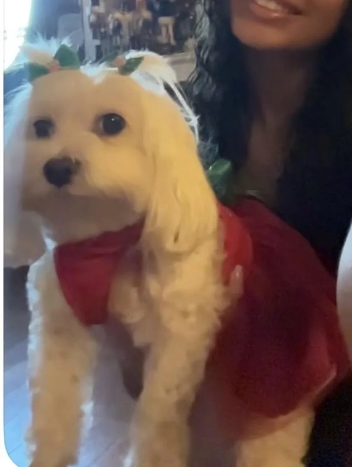 Lilly thumbnail 2