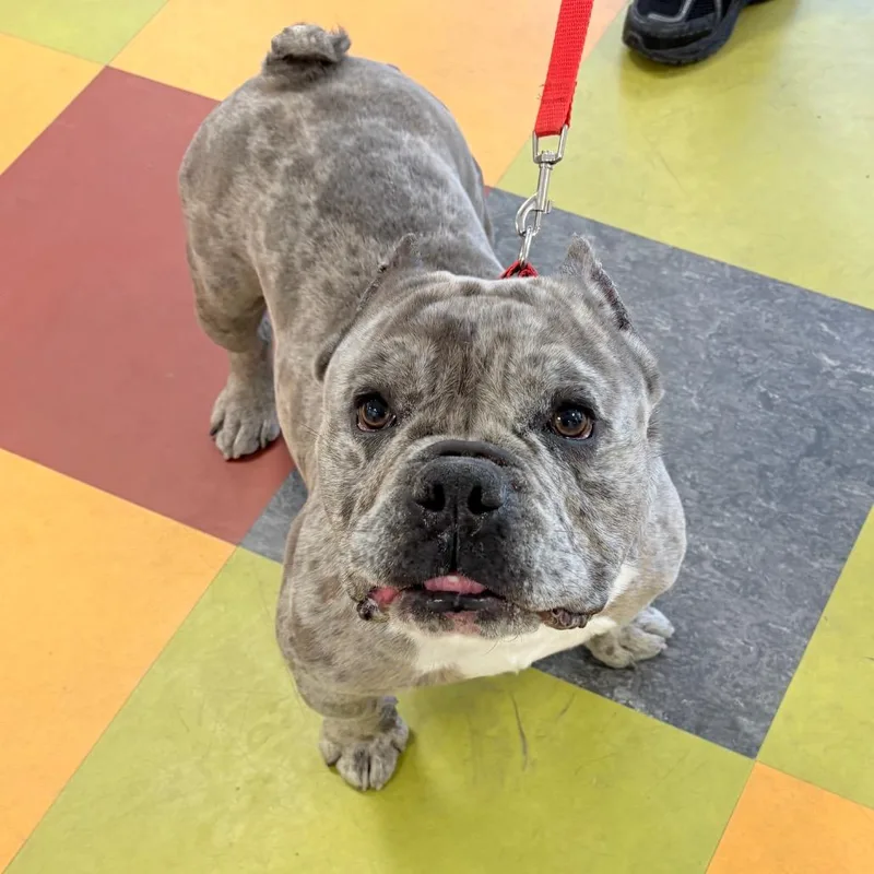 An adult medium-sized male Gray / Blue / Silver Mixed Breed dog named Beast for adoption in Philadelphia, PA