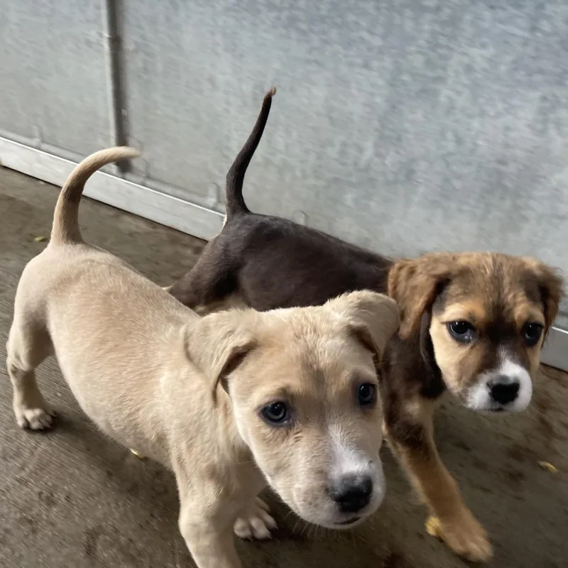 A baby small-sized male Australian Shepherd dog named Rascal for adoption in Dayton, OH