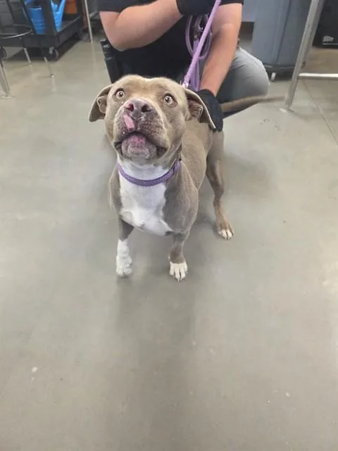A young large-sized female Pit Bull Terrier dog named Croissant for adoption in Phoenix, AZ