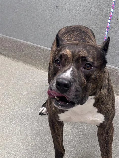 An adult large-sized male Pit Bull Terrier dog named Johnny for adoption in Las Vegas, NV