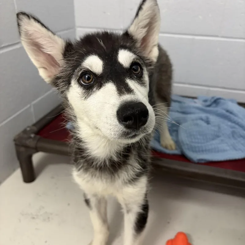 A baby small-sized female Black Husky dog named Pancake for adoption in Delaware, OH