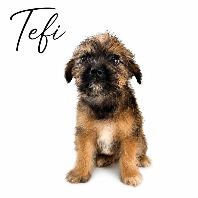 Tefi thumbnail 3