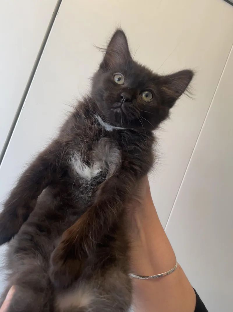 A baby medium-sized male Black & White / Tuxedo Domestic Medium Hair cat named Frankie Bonded To Gracie for adoption in Portland, OR