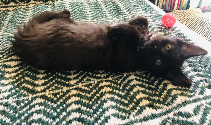 Frankie Bonded To Gracie thumbnail 3