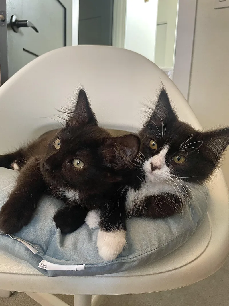 Frankie Bonded To Gracie thumbnail 4