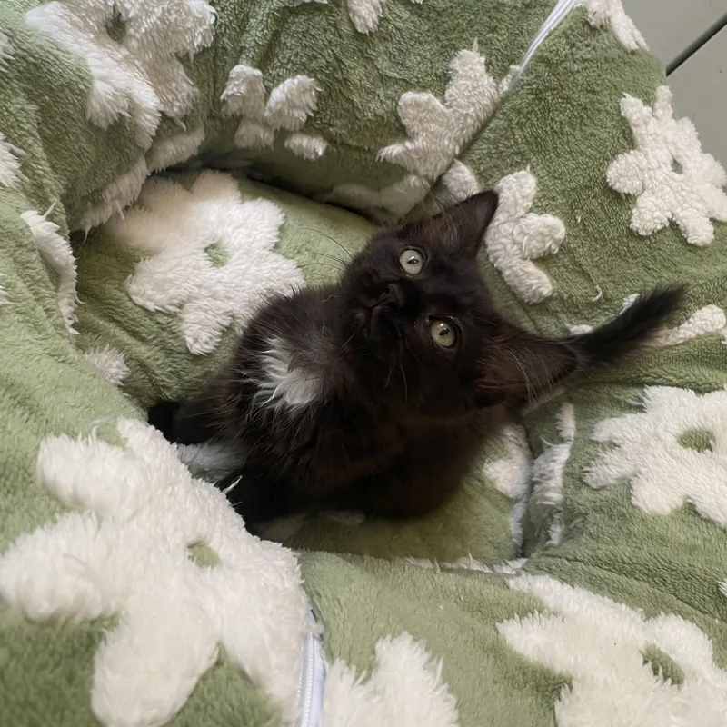 Frankie Bonded To Gracie thumbnail 5