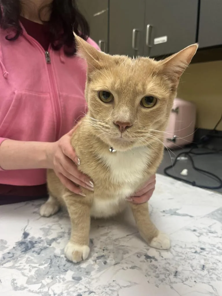 An adult medium-sized male Domestic Short Hair cat named Judge for adoption in Florence, SC