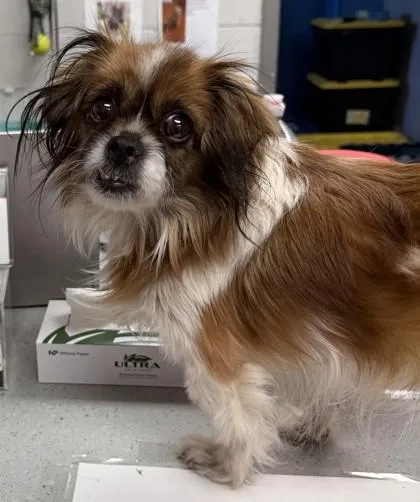 A senior small-sized female Mixed Breed dog named Andi for adoption in West Chester, PA
