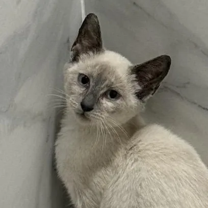 A baby medium-sized female Siamese cat named Sybil for adoption in Richmond, VA