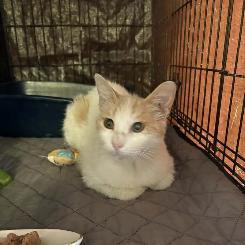 An adult small-sized female White Domestic Short Hair cat named Sunshine for adoption in Stephenville, TX
