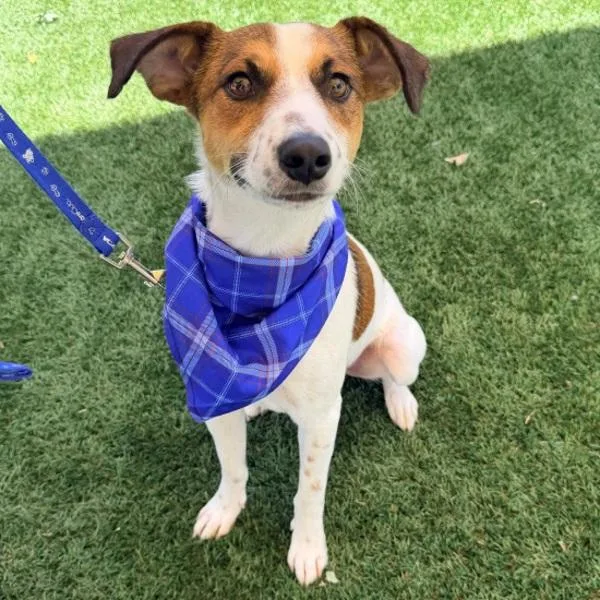 A young medium-sized male Jack Russell Terrier dog named Eric for adoption in Walnut Creek, CA