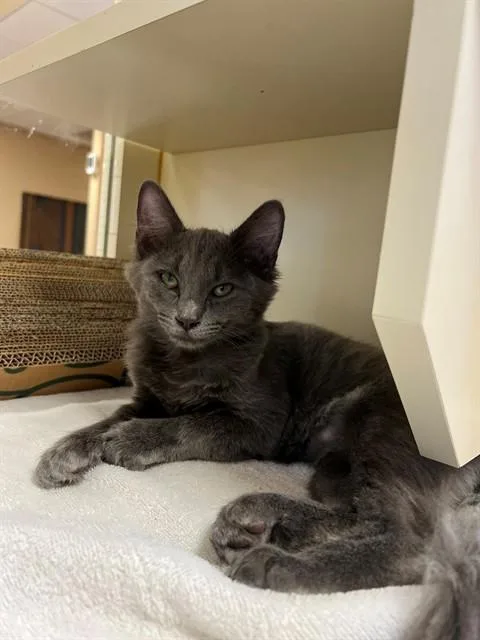A young small-sized female Domestic Short Hair cat named Little Miss Muffet for adoption in Thousand Palms, CA
