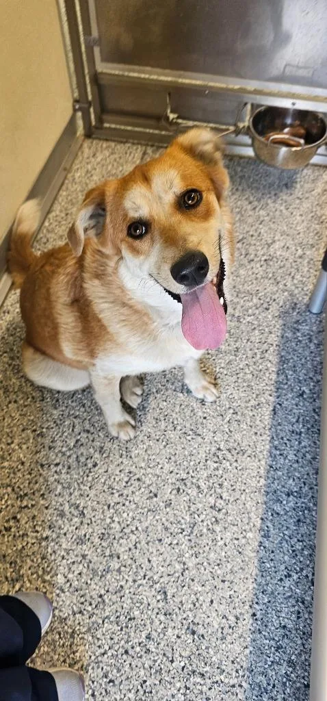 A baby large-sized female Terrier dog named Hope for adoption in Athens, TN