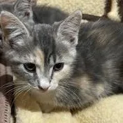 A baby medium-sized female Domestic Short Hair cat named Apollonia for adoption in Germansville, PA