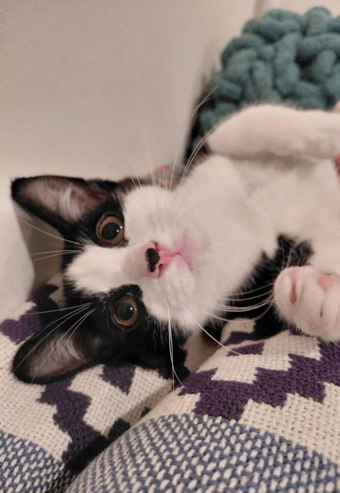A baby small-sized male Black & White / Tuxedo Domestic Short Hair cat named Bandit for adoption in Greenbelt, MD