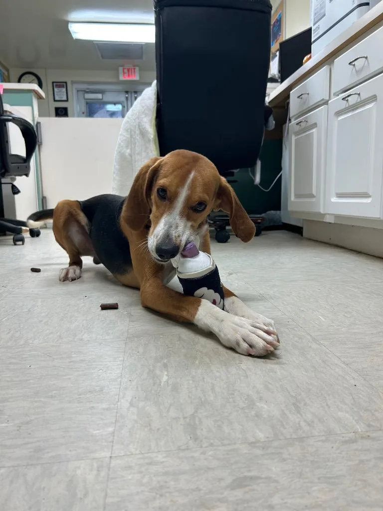 A young medium-sized male Hound dog named Bark Wahlberg for adoption in Mineral, VA