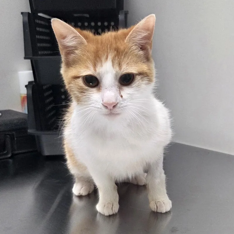 An adult medium-sized female Orange & White Domestic Short Hair cat named Sherbert for adoption in SNOW HILL, NC