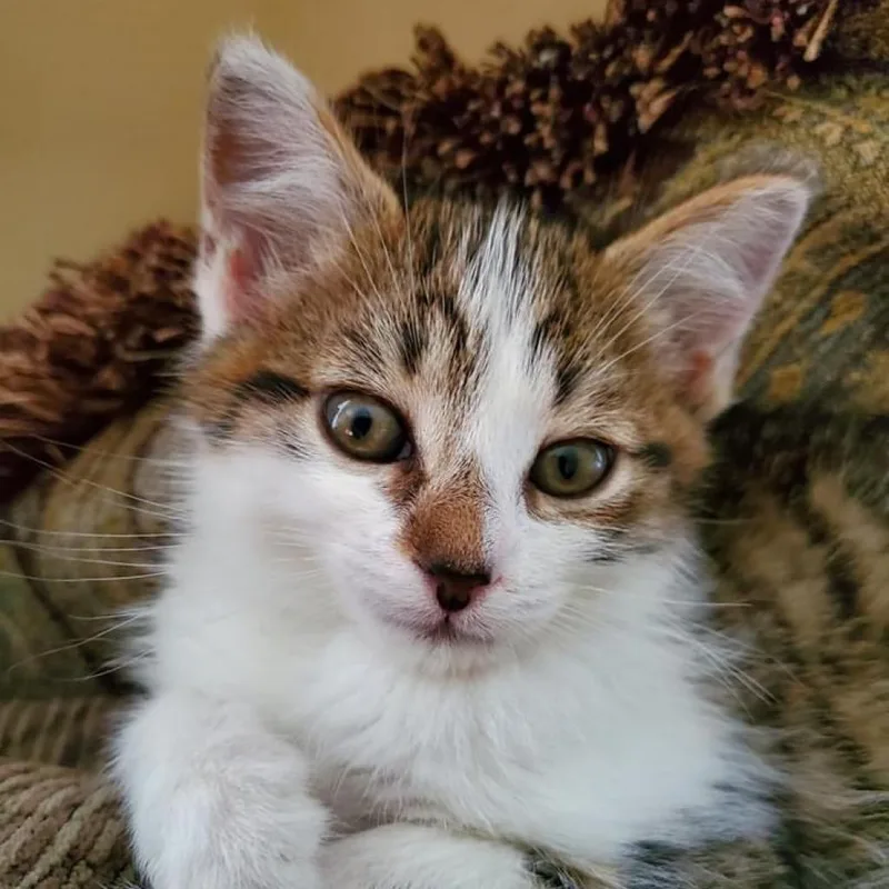 Milo